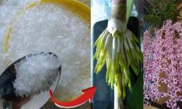 Đầu xuân, tưới cây bằng gia vị từ nhà bếp này giúp hoa đua nhau khoe sắc, lá xanh mơn mởn, tài lộc ùn ùn kéo đến