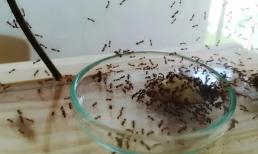 Nếu nhà có kiến, bạn không cần đun nước hay dùng thuốc, chỉ cần rắc một nắm là lũ kiến ​​sẽ bị tiêu diệt. Hãy thử xem