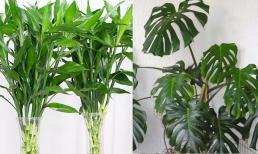 Bạn có thể trồng 7 loại hoa ưa bóng râm có thể phát triển tốt mà không cần ánh sáng, đặt ở phòng khách là vượng phu ích tử