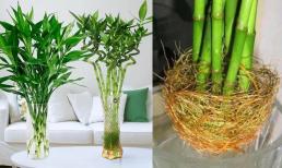 Để trồng cây phát lộc, bạn không chỉ thay nước mà còn thêm nhớ '4 loại nước' này, cây mới phát triển thịnh vượng mà không bị vàng lá