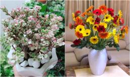 3 loại hoa 'đẻ ra vàng', dù nghèo đến mấy cũng nên trồng 1 chậu, trang hoàng không gian, chiêu tài lộc vào nhà