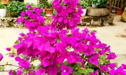 Thúc đẩy sự ra hoa của hoa giấy, chỉ cần làm '4 điểm' là các cành sẽ đầy hoa