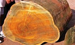 Loại gỗ quý hiếm, nghe tên đã thấy 'đỏ mặt', giá trị cao gấp 8000 lần gỗ thường