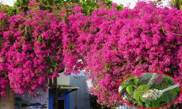 Cách bón phân cho hoa giấy để thúc cây nở bung rực rỡ sau Tết