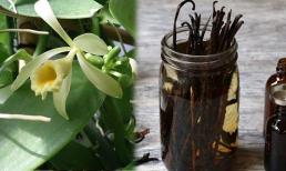 Gia vị đắt thứ 2 thế giới, chỉ nở 1 ngày mỗi năm, việt nam đã trồng thành công và giá bán lên tới 20 triệu/kg