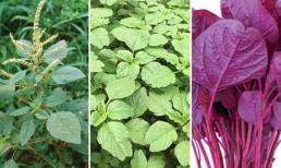 So sánh rau dền đỏ và rau dền xanh, đâu là lựa chọn tốt nhất cho sức khỏe, đừng vội mua trước khi biết điều này