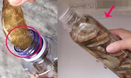 Làm thế nào để bảo quản tôm được lâu và tươi ngon? Dạy bạn mẹo giữ nó tươi trong một năm