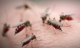 Muỗi cực kỳ sợ thứ này, không cần thuốc xịt hay nhang, vẫn biến mất hoàn toàn