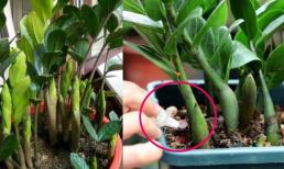 Muốn cây kim tiền tươi tốt và phát tài phát lộc thì cần làm tốt 5 điều này