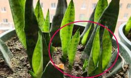 Thời tiết đang ấm dần lên, bạn không cần phải mua 5 loại hoa này, bạn chỉ cần cắt cành và trồng chúng