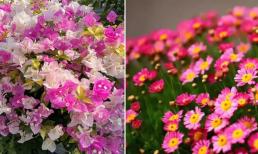 5 loại hoa thích hợp trồng ở ban công, chịu được thời tiết khắc nghiệt, dễ trồng và dễ nở hoa thành chùm