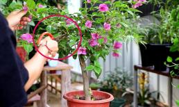 4 loại hoa cần 'cắt tỉa mùa xuân' để phát triển mạnh mẽ và nở hoa nhiều hơn