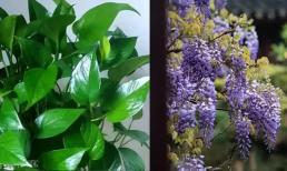 5 loại cây thích hợp trồng trong nhà, dễ trồng, sang trọng, mang ý nghĩa tốt đẹp nên đáng để sở hữu