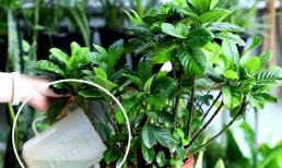 4 loại hoa thích uống 'nước axit', tưới nước 1 tháng 1 lần, lá sẽ xanh