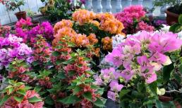  Để trồng hoa giấy vào mùa xuân, hãy 'thêm 3 và bớt 1' để hoa nở nhiều hơn và rực rỡ hơn