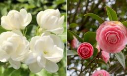 Những bông hoa này giống như 'lọ giấm'! Cứ 7 ngày, hãy cho ăn một thìa giấm trắng, lá sẽ xanh và hoa đầy màu sắc