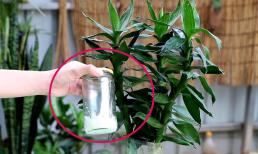 Cây phát lộc không mọc lá mới, hãy thêm một số 'thứ nhỏ' vào nước, và cành lá sẽ xanh tươi