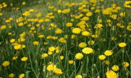 Loài cây mọc dại khắp Việt Nam, được CDC Mỹ đánh giá là một trong những loại rau tốt nhất thế giới