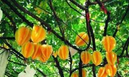 Tuổi nào mệnh nào trồng cây khế là hợp nhất? Vận khí đi lên, phúc lộc dồi dào