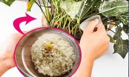 Bạn đã biết cách trồng hoa kiểu này chưa? Cây lớn nhanh, không bị thối và ngăn được côn trùng