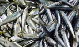 Việt Nam có 3 loại cá 'tốt không kém cá hồi', chợ nào cũng bán với giá bình dân