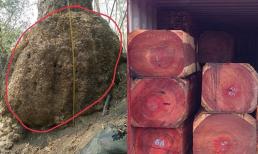 Loại gỗ Việt Nam sở hữu quý như kim cương, trăm năm mới cao 1 tấc, được xem là ‘kho báu của thiên nhiên'