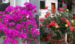 Người mới nên trồng 5 loại hoa vào mùa xuân, cắt tỉa kịp thời để phát triển mạnh mẽ và nở hoa liên tiếp