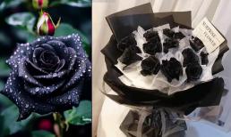 Hoa hồng đen được trồng duy nhất ở đất nước nào?