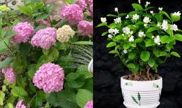 5 loại hoa như có tính axit, 'uống một cốc giấm' mỗi tháng, không còn lá vàng, mọc hoang và nở hoa mỗi ngày! 