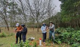 Trồng cây gì được hưởng nhiều tiền đền bù nhất khi Nhà nước thu hồi đất?