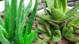 Cách trồng lô hội vào mùa xuân, thực hiện 4 điều sau, lá sẽ xanh mướt, búp nhỏ sẽ chen chúc mọc ở phía dưới 