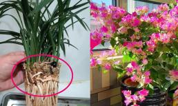 Hãy chuẩn bị sẵn 4 loại nước nuôi hoa cây cảnh này, sẽ giúp kích rễ, kích lá thúc hoa, tốt hơn cả hormone