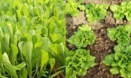 Sau khi mưa, có thể trồng 4 loại rau này. Chúng có chu kỳ thu hoạch ngắn và dễ chăm. Người trồng rau không nên bỏ lỡ
