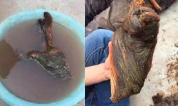 Anh chàng dọn mộ tổ thấy khúc gỗ lạ định đem về làm củi đốt, ai ngờ chuyên gia nói lớn: 'Phát tài to'