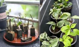 Vào mùa xuân, giâm cành hoa giấy và ngâm trong 2 loại nước, cây sẽ mọc rễ lớn sau 15 ngày
