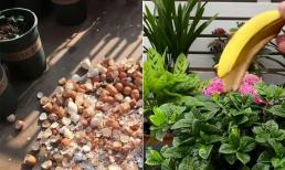 2 thứ trong thùng rác có thể dùng để trồng hoa và giúp hoa nở liên tục