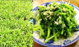 Loại “rau quê” có nhiều ở Việt Nam, giá cực rẻ lại rất tốt cho sức khỏe, cây mọc như mạ mà không cần phun hóa chất