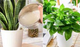 Sử dụng các loại phân bón này để trồng cây vào mùa xuân, lá xanh và hoa tươi tắn, thích hợp cho người mới bắt đầu trồng