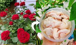 Thời tiết đang ấm dần lên, đừng để 6 loại hoa này chết đói, hãy bón thêm một ít phân và chúng sẽ nở nhiều hơn 