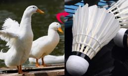 Lông động vật nào được sử dụng cho cầu lông? 