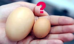 Trứng to hay trứng nhỏ tốt hơn? Mẹo chọn trứng tươi ngon