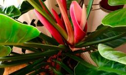 Mùa xuân trồng cây cảnh này 'vua thanh lọc' không khí, giúp hút tài lộc, thịnh vượng