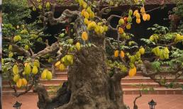 Năm 2025 rất thích hợp trồng cây khế, trồng đúng chỗ này tiền vào như nước, sung túc cả đời