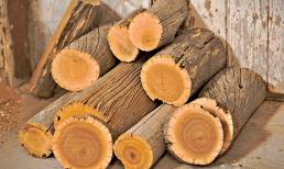 Loại gỗ đắt giá nhất nhì thế giới: Lõi chảy ra 'vàng lỏng', được bán với giá 160 triệu đồng/kg