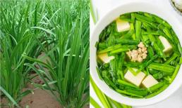 Loại rau 'bổ hơn thịt, tốt hơn thuốc', quý như nhân sâm, cắm vào đất là mọc như cỏ dại nhưng ít người ăn