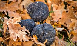 Loại nấm được ví như 'vàng đen', giá cả đắt đỏ, nhiều người thuê cả chó chuyên dụng để săn lùng