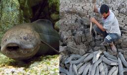 Loại cá sống 'ngoan cường' nhất thế giới, có thể sống 4 năm mà không cần ăn uống trên sa mạc cực kỳ khô cằn