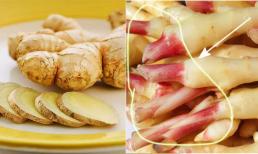 Nên dùng gừng non hay gừng già để tốt cho sức khỏe? Dùng sai loại có thể làm giảm hiệu quả