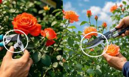 Khi nào là thời điểm tốt nhất để cắt tỉa hoa hồng? cắt tỉa đúng thời điểm và để hoa hồng của bạn nở liên tục!