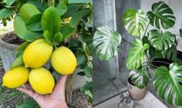 Mùa xuân đã đến! Hãy mang những cây này về nhà trồng, chúng rất đẹp và mang lại may mắn phước lành